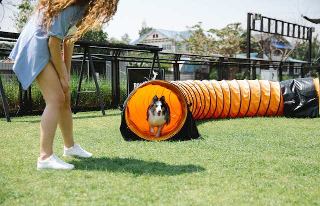 12 Interesting Benefits of Dog Agility Training