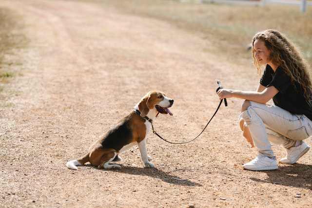 Leash Training Your Dog