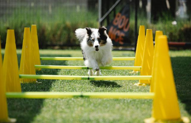 Dog Jumping Obstacles