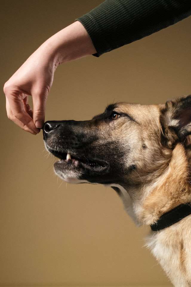 Basic Principles of Dog Positive Reinforcement Training
