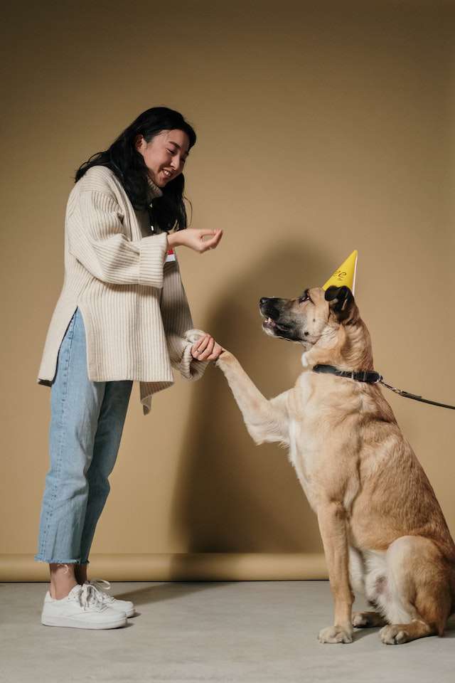 how to use dog positive reinforcement training to address your dog jumping on people