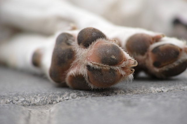 10 Most Common Dog Paw Problems With Tips