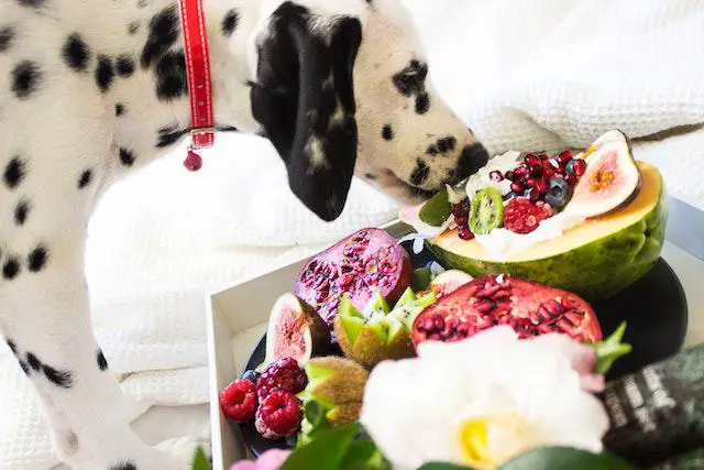 49  Safe Human Foods Dogs Can Eat You Can Try