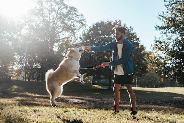 21 Interesting Ways to Exercise Your Dog