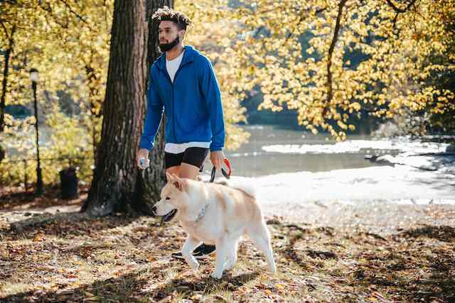 12 Interesting Dog Walking Benefits