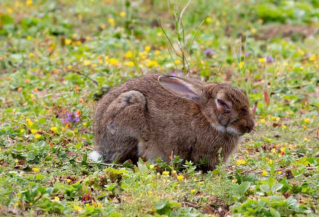 Common Health Problems in Rabbits
