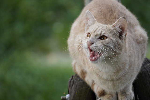 Why Is My Cat So Aggressive Lately [See 9 Reasons]