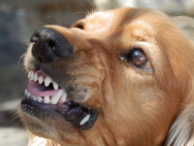 12 Common Things That Will Make Your Dog Aggressive