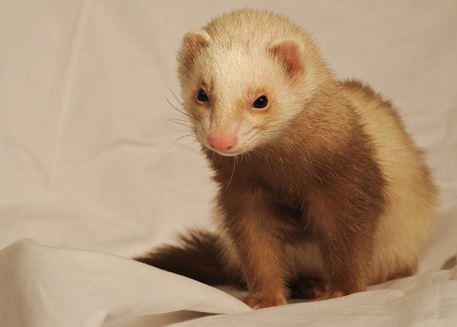 Limping or lameness in a ferret is a concerning sign of illness