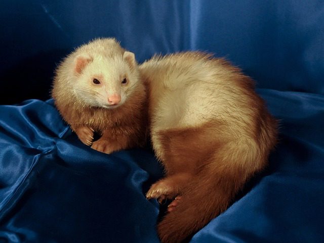 Ways of Caring for a Sick Ferret at Home