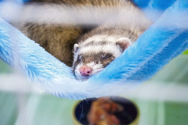 Signs A Ferret Is Dying