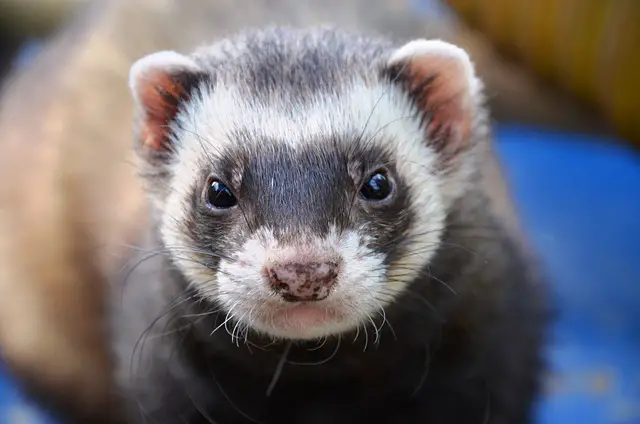 10 Reasons Why Ferrets Stink With Remedies