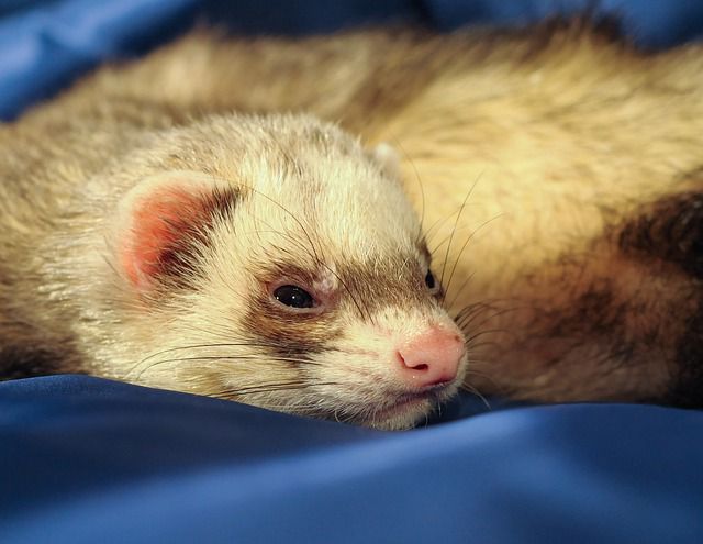 11 Common Signs Of A Sick Ferret With Helpful Tips