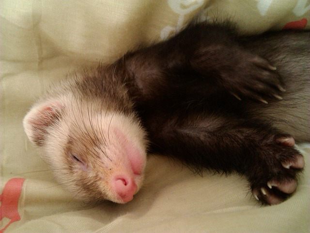 12 Common Health Problems In Ferrets With Remedies