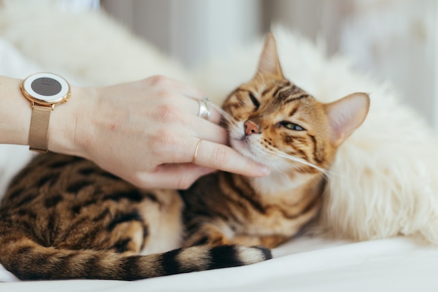 12 Common Signs Your Cat Likes You