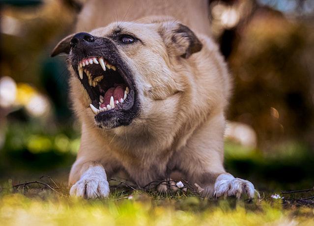 Aggression in Dogs [Signs, Causes & Solutions]