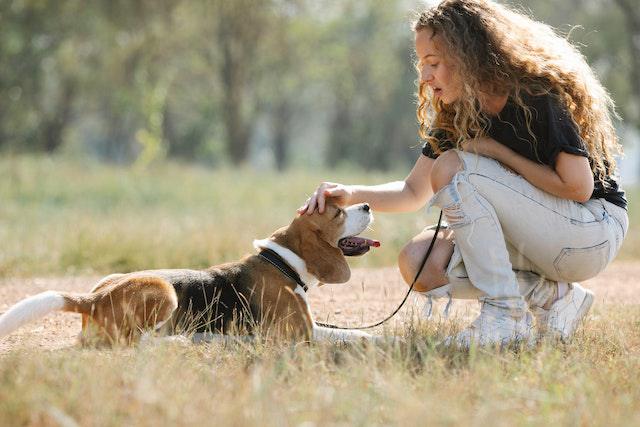 7 Causes of Conflict Aggression in Dogs With Tips