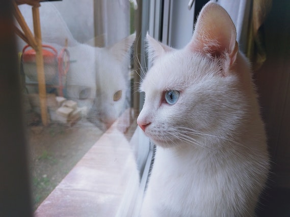 Are Outdoor Cats Happier Than Indoor Cats [Answered]