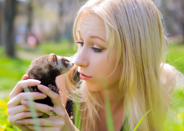 How Do Ferrets Show Affection [12 Easy Signs]
