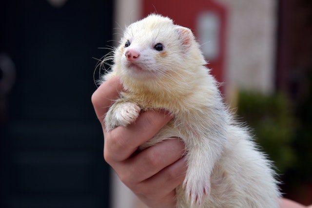 11 Hints on How To Comfort A Dying Ferret