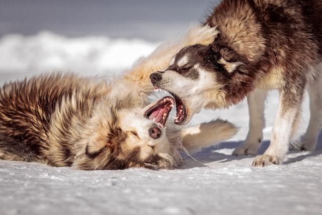 Play Aggression in Dogs