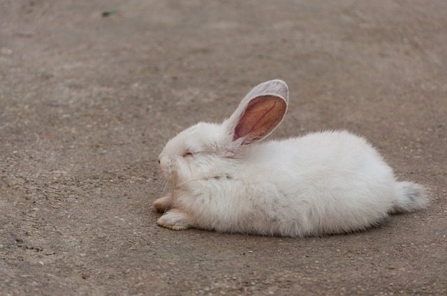 Signs Your Rabbit is Dying