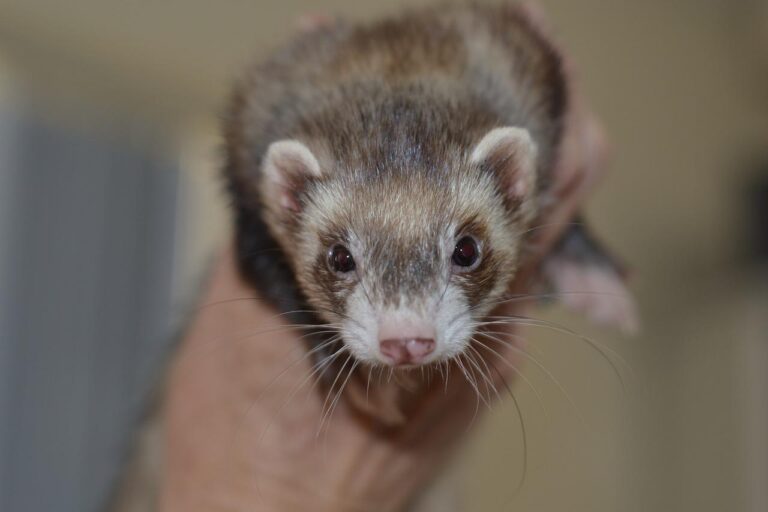 11 Simple Signs Of Old Age In Ferrets With Care