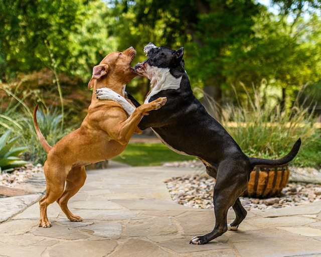 Signs of Aggression in Dogs