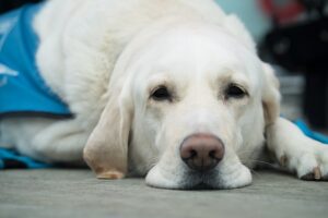 Signs of Trauma in Dogs