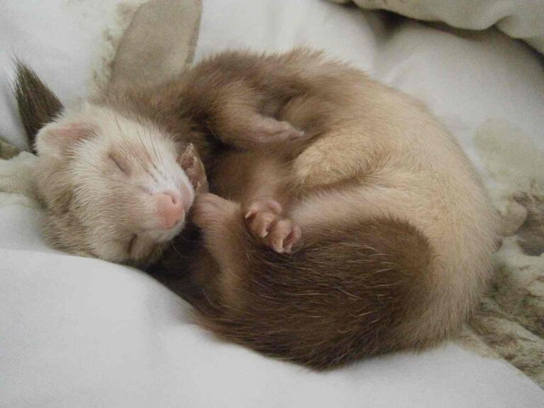 How Do I Know If My Ferret Is In Pain [See 11 Signs]
