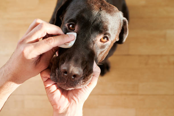 Signs of Eye Trauma in Dogs