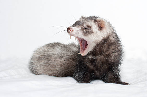 How to Train a Ferret Not to Bite [Helpful Tips]