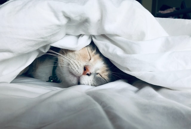 Creating a Cat-Friendly Sleep Environment
