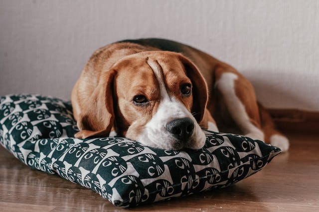 Trauma can also lead to changes in a dog's sleep patterns