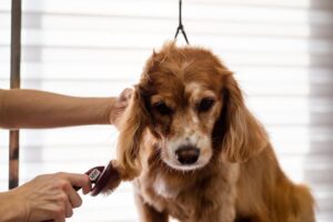 Dog Hairball Symptoms
