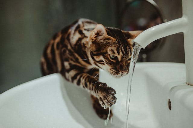 Reasons For Your Kitten Drinking So Much Water