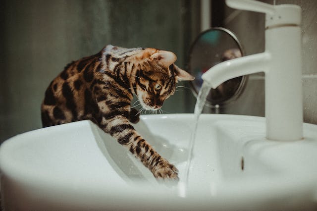 How to Control Excessive Water Intake in Kittens at Home