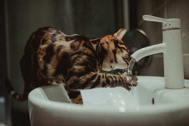 Why Is My Kitten Drinking So Much Water [9 Reasons]