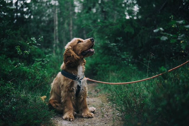 11 Reasons Your Dog Refuses to Walk [Helpful Tips]