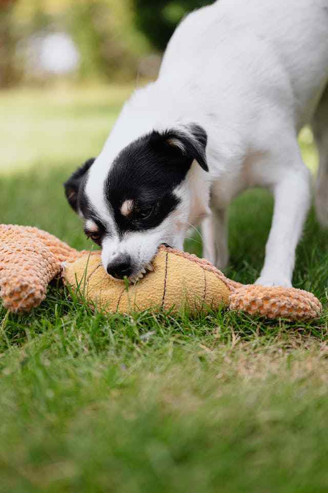 Signs of Resource Guarding in Dogs