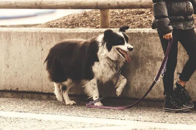 What to do if Your Dog Refuses to Walk
