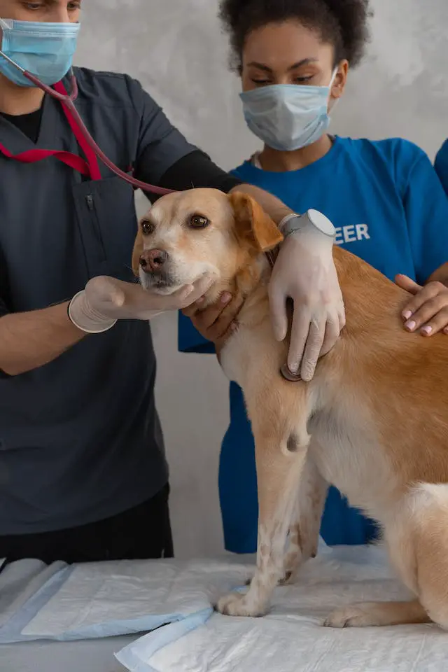 Treatment For Head Trauma in Dogs