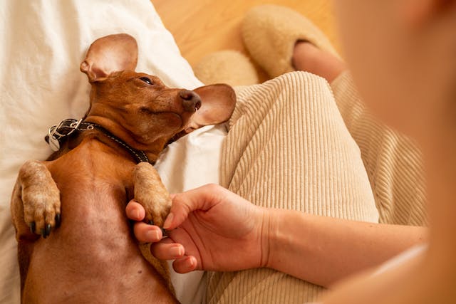 Ways to Help Relieve Stress in Dogs
