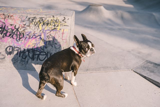 Causes Of Stress in Boston Terrier