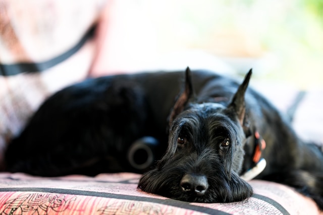 Boredom in Dogs [Causes, Signs & Remedies]