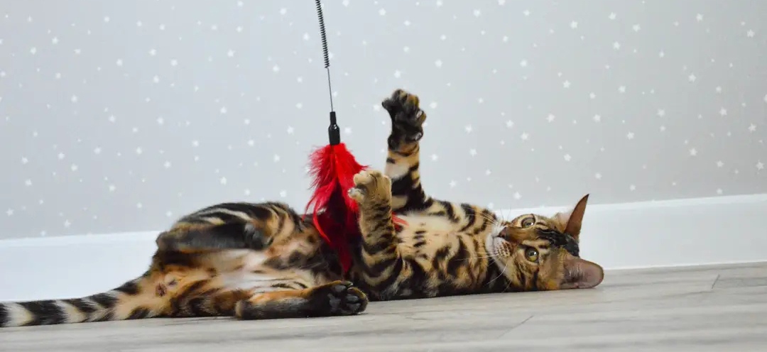My 11 Tips On How To Help A Cat Adjust To New Home