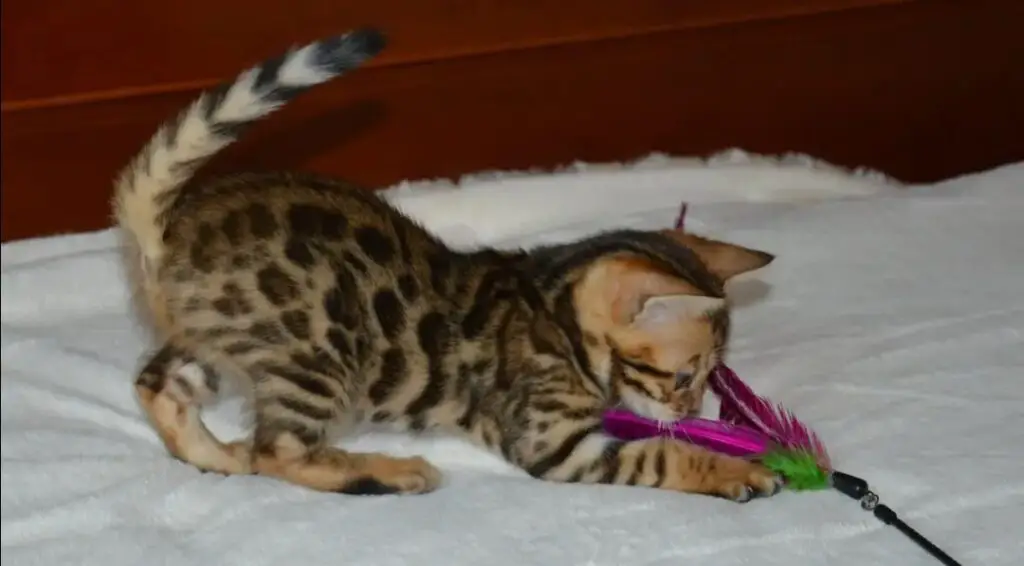 New Bengal cat kitten playing