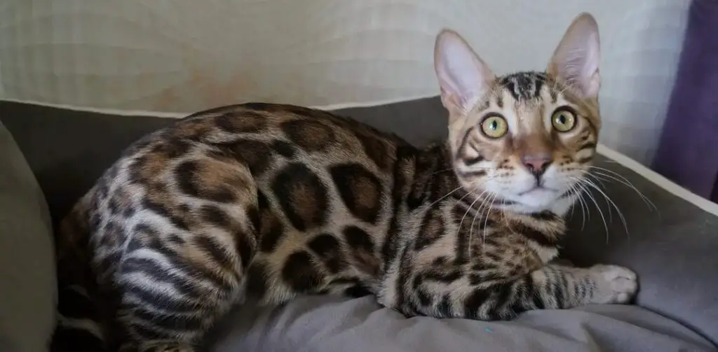 New Bengal cat in cat bed