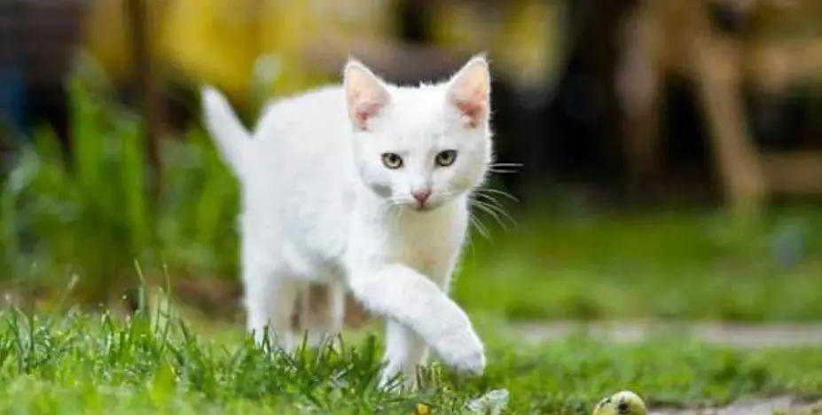 Cat walking on the grass