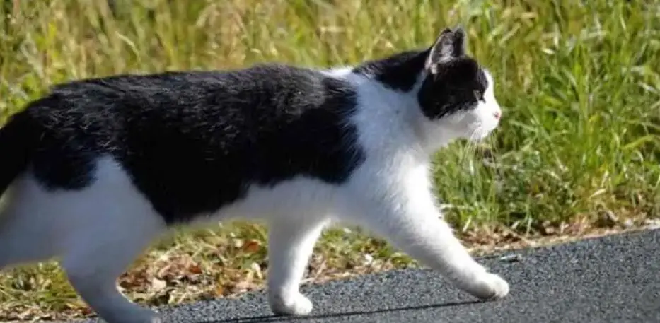 Cat walking on bush path